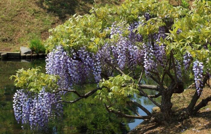 Glicine leggenda e significato nel linguaggio dei fiori