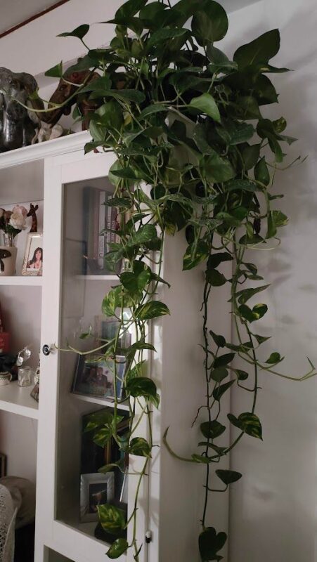 Pothos ricadente