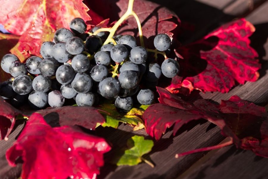 Tema vendemmia