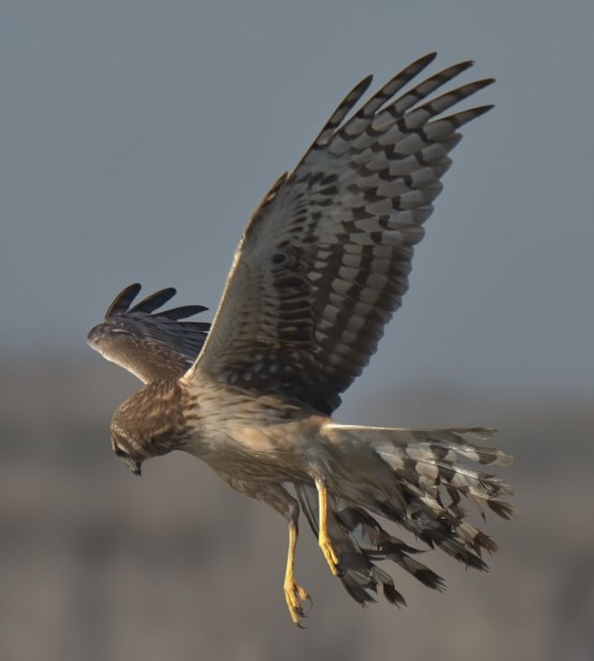 Falco Pellegrino a caccia