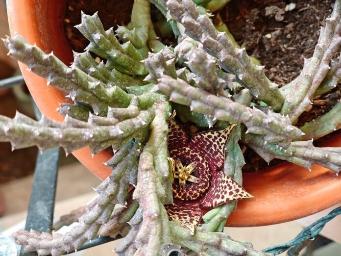 Orbea Variegata e Strapelia la Stella di Natale tra le piante grasse