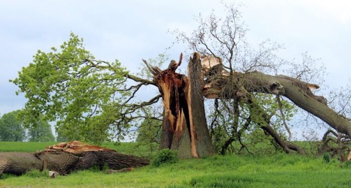 Sognare un albero che cade significato: simbologia e numeri