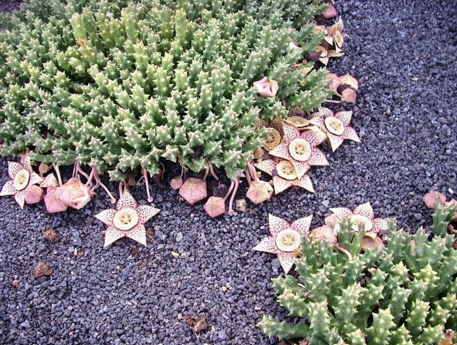 Stella di Natale grassa Orbea e fiori